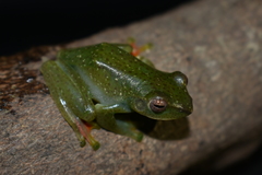 Zhangixalus prominanus