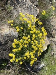 Senecio lyonii