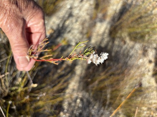 Wavy Spiderhead (Serruria confragosa)
