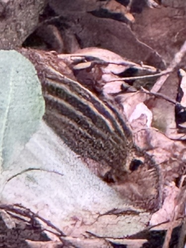 Heuglin's Lemniscomys