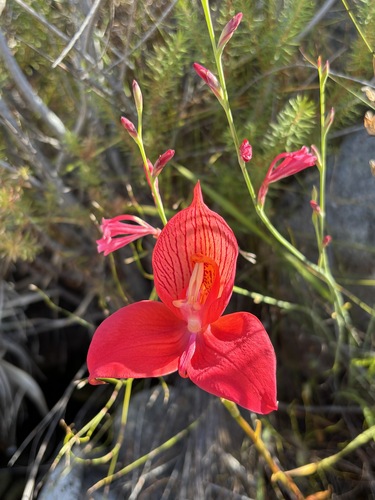 Disa uniflora, photograph 4
