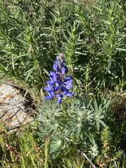 Lupinus guadalupensis