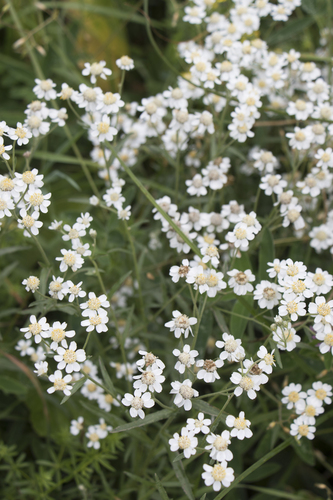willowleaf yarrow (Achillea salicifolia)