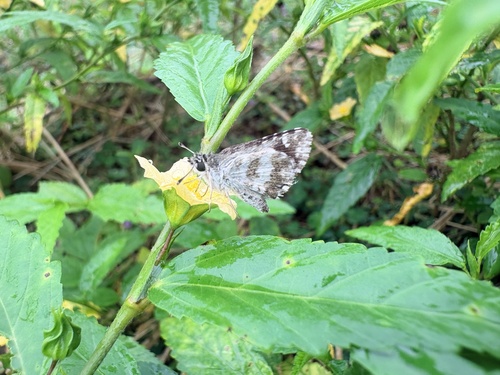 Asian Grizzled Skipper