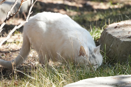 Domestic Cat