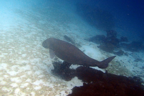 Dugong dugon