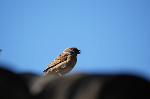 Eurasian Tree Sparrow