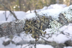Tuckermanopsis americana