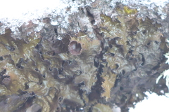 Tuckermanopsis americana