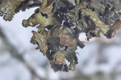 Tuckermanopsis americana