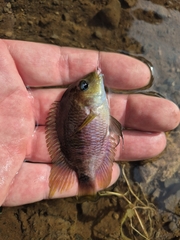 Cutter's Cichlid photo 3