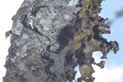 Tuckermanopsis americana