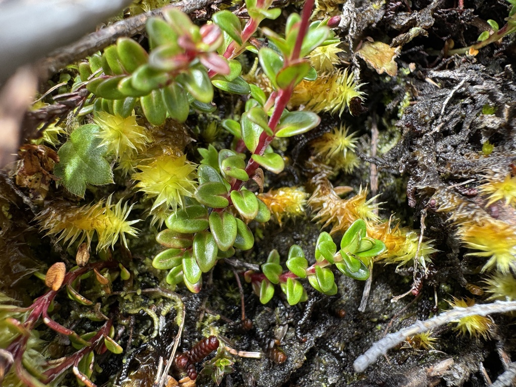 Epilobium detznerianum