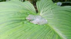 Zhangixalus prominanus