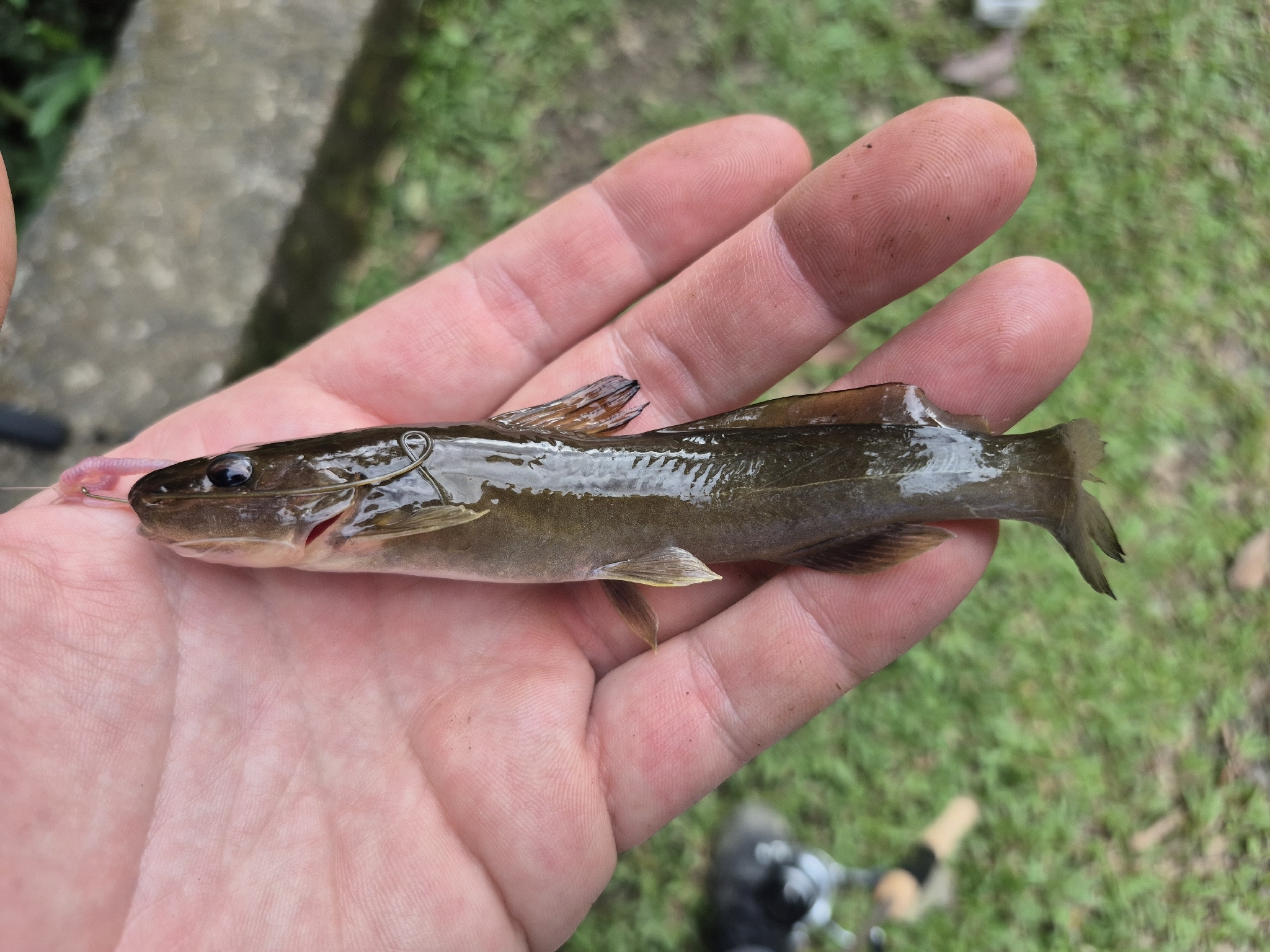 Dusky Three-Bearded Catfish photo 4