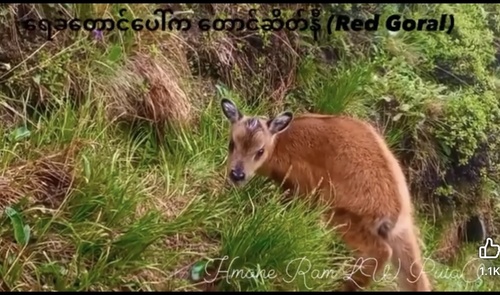 Cranbrook's Goral (Naemorhedus cranbrooki) — Data Deficient Mammalia