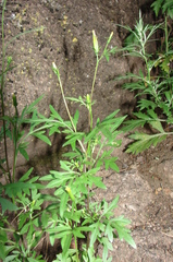 Bidens parviflora