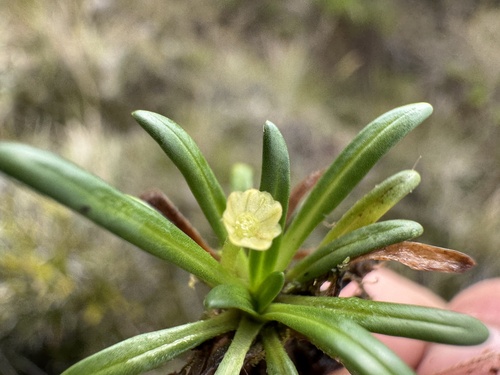 Lagenocypsela papuana observed 2026-01-18