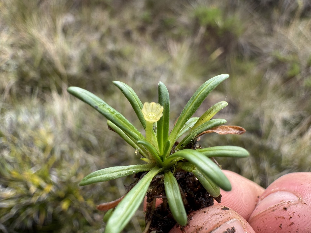 Lagenocypsela