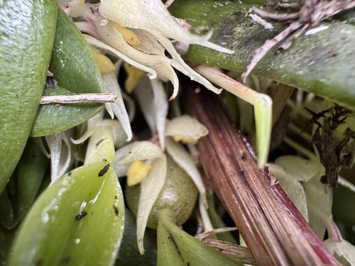 Bulbophyllum bliteum J.J.Verm. 2