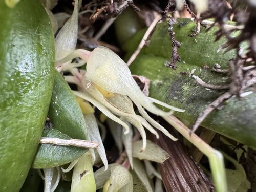 Bulbophyllum bliteum J.J.Verm. 3