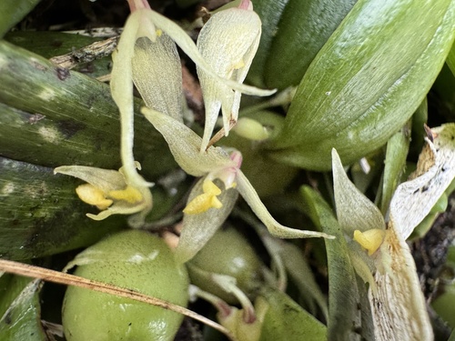 Bulbophyllum bliteum J.J.Verm.