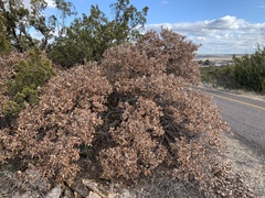 Quercus mohriana