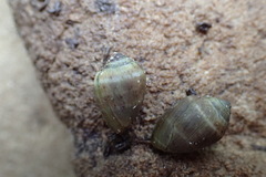 Melampus