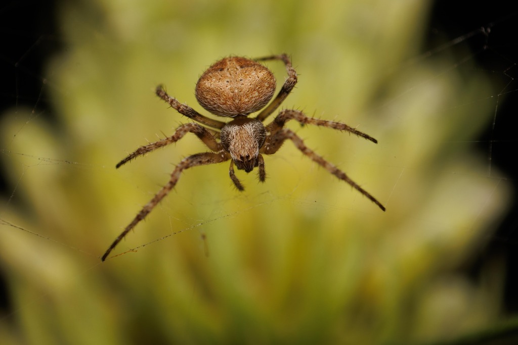 Common Hairy Field Spider from botaniese tuin potch on June 6, 2022 at ...