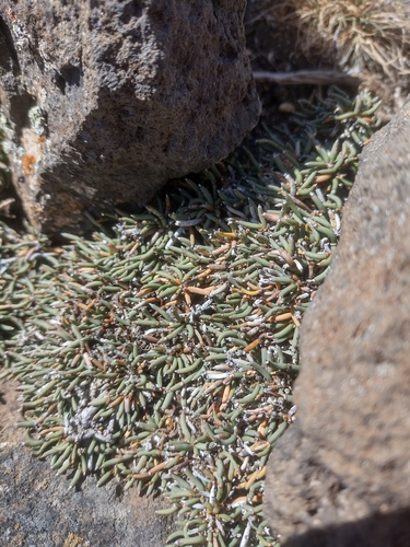 Ephedra frustillata, photograph 2