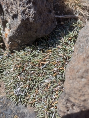 Ephedra frustillata, photograph (c) Ezequiel Racker, some rights reserved (CC BY)