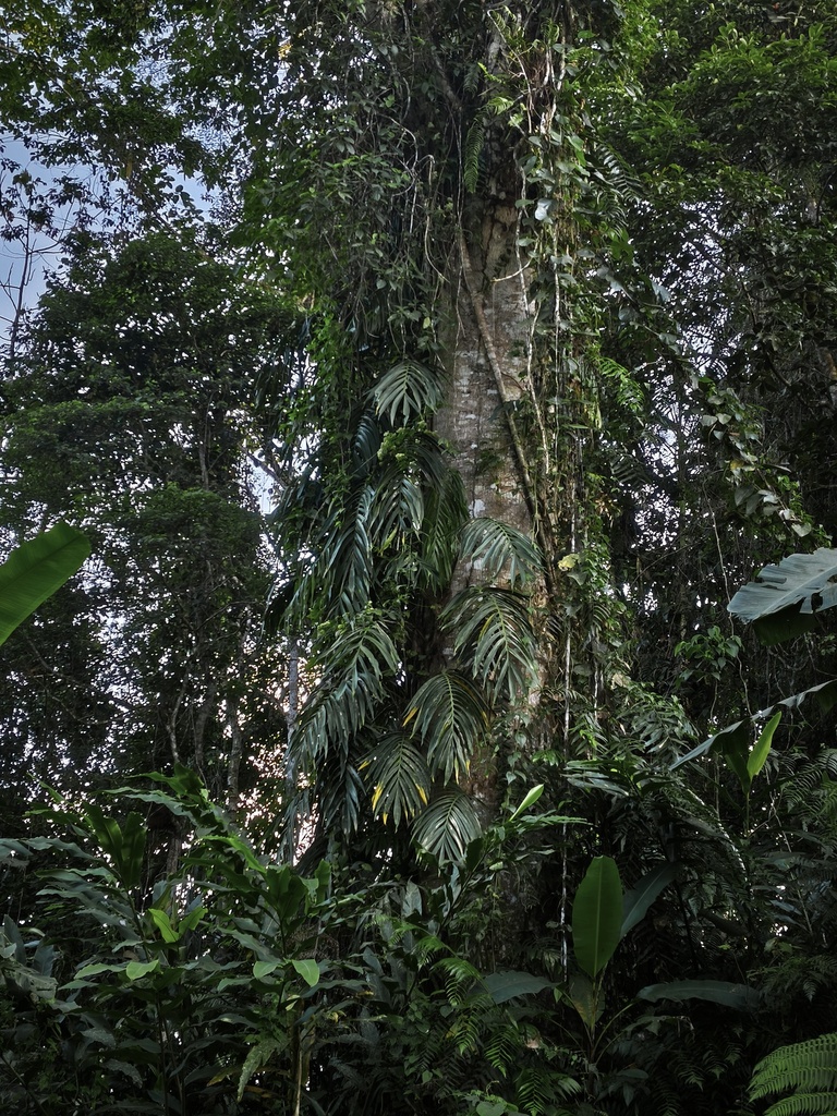 Amydrium zippelianum (Amydrium zippelianum)