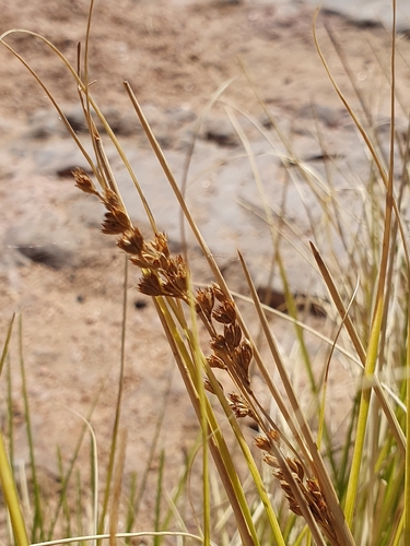 Rush (Juncus rigidus)