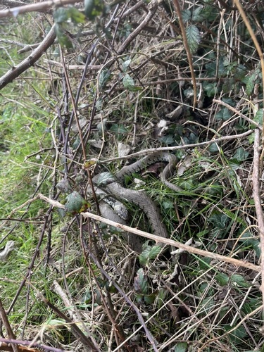 Barred Grass Snake