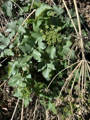 Tauschia arguta