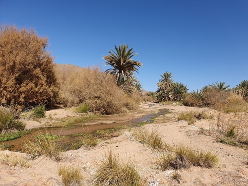 Phoenix dactylifera