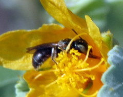 Ceratina dentipes