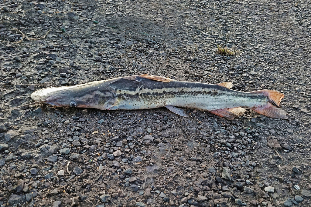 Catfish (Sorubim lima) — Pimelodidae
