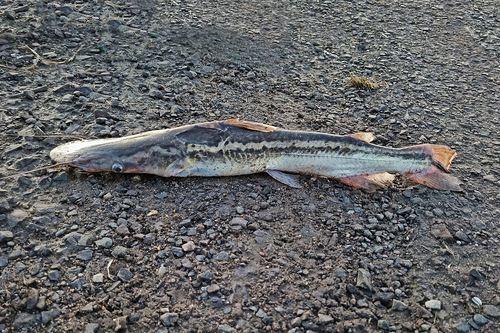 Catfish (Sorubim lima) — Pimelodidae