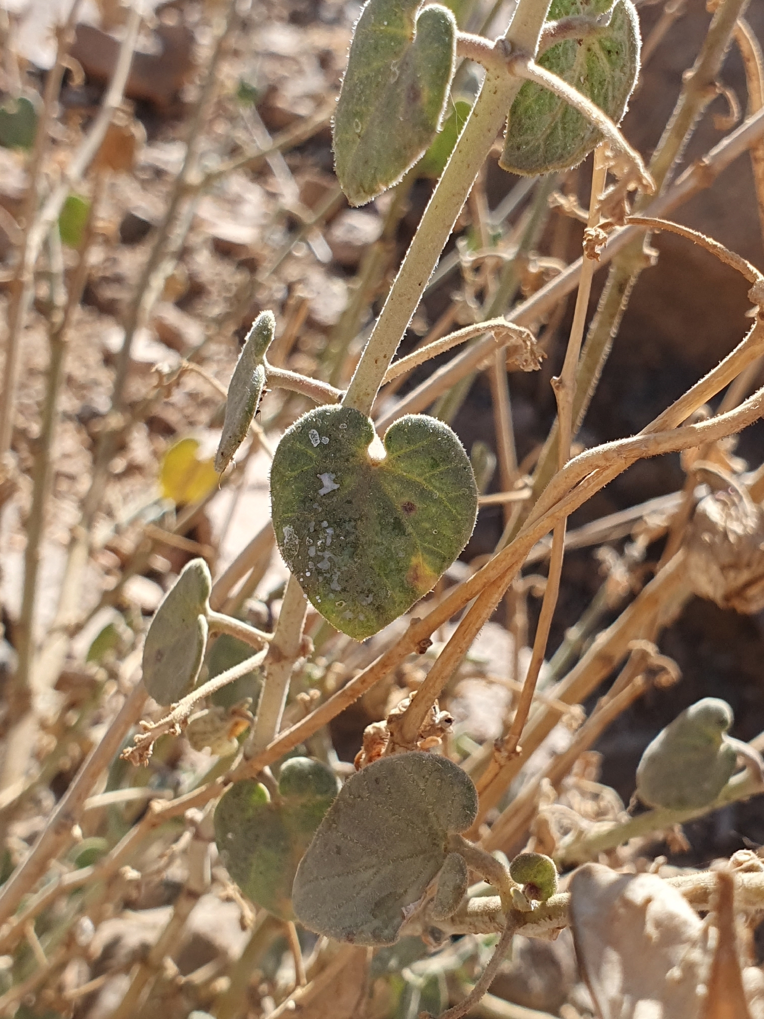 Pergularia Tomentosa (Pergularia tomentosa)