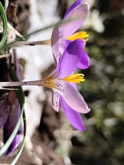 Crocus imperati, photograph (c) Francesco Santoro, some rights reserved (CC BY)