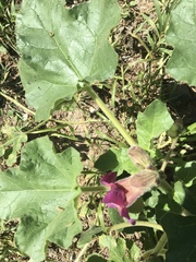 Proboscidea louisianica fragrans