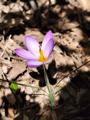 Early crocus