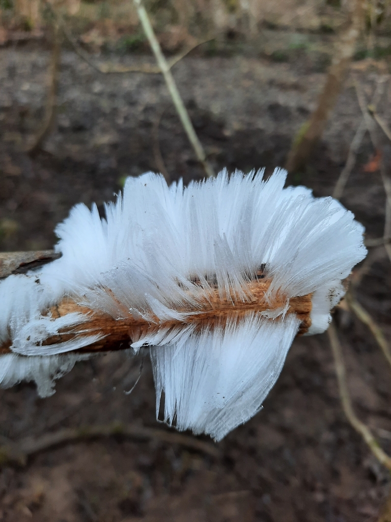 Exidiopsis effusa · February 2026 · photo: © valentinclaes (iNaturalist, cc-by-sa)
