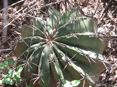 Ferocactus recurvus recurvus