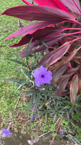 Ruellia simplex