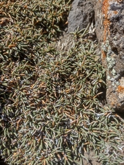 Ephedra frustillata, photograph (c) Ezequiel Racker, some rights reserved (CC BY)