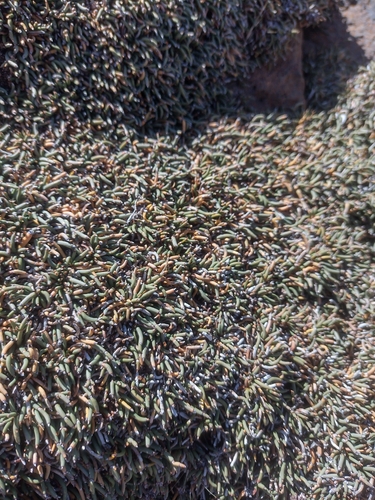 Ephedra frustillata, photograph 4