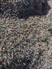 Ephedra frustillata, photograph (c) Ezequiel Racker, some rights reserved (CC BY)
