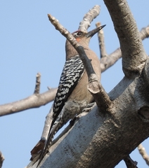 Melanerpes hypopolius